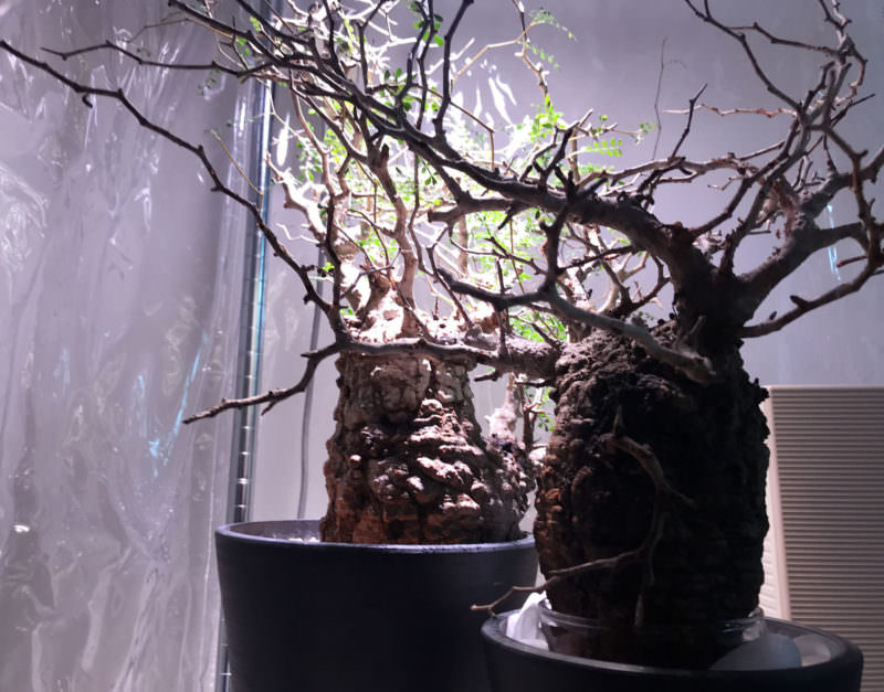 18日目／vol.3】オペルクリカリア・パキプス現地株の発根管理｜水耕編