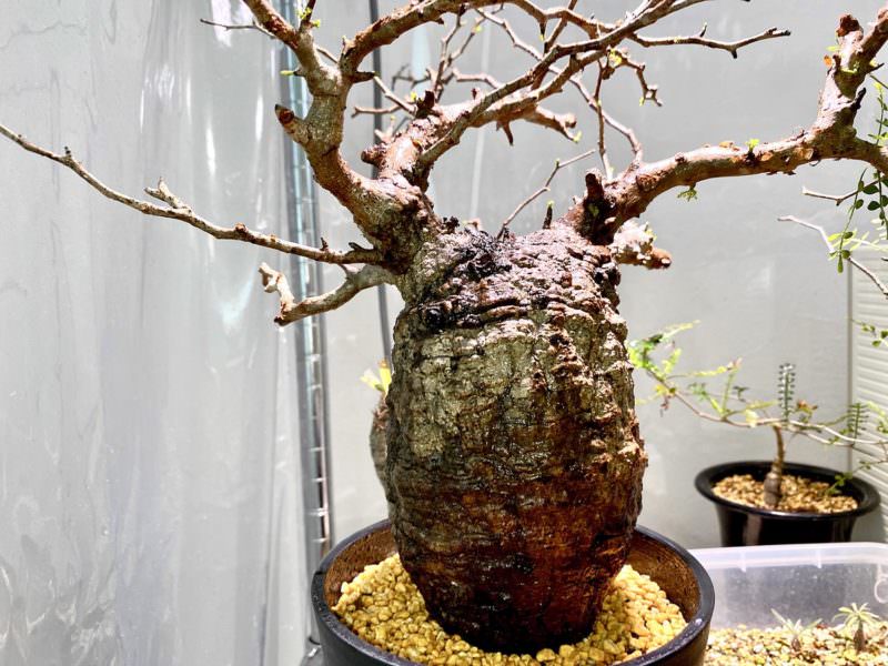 60日目／vol.3】オペルクリカリア・パキプス現地株の発根管理｜土耕編