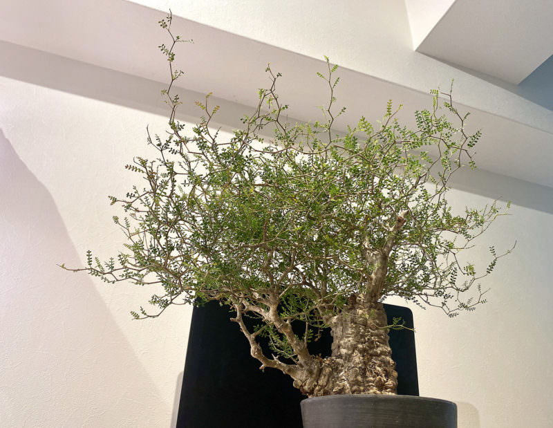 8日目／vol.4】オペルクリカリア・パキプス現地株の発根管理 ｜土耕編