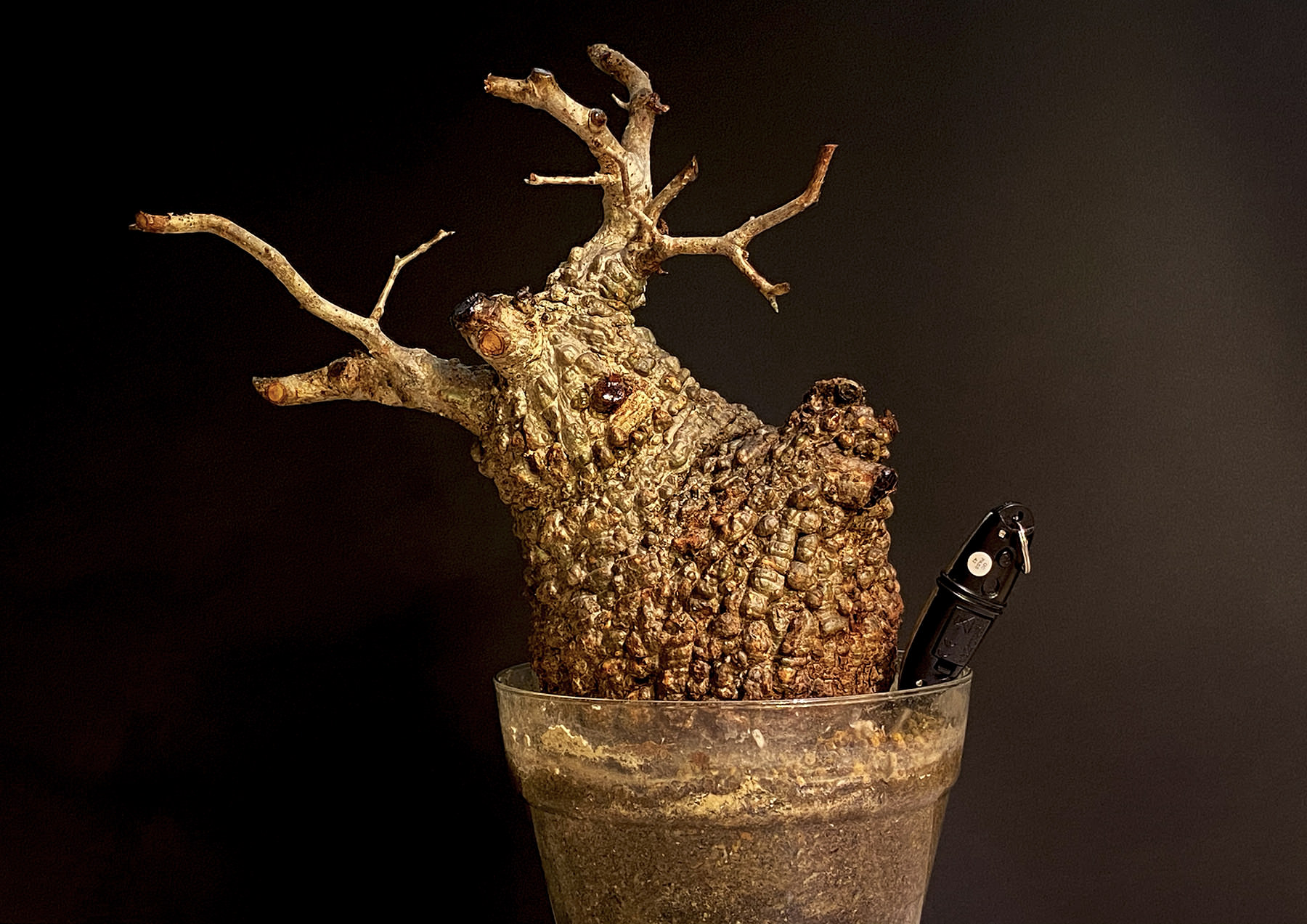 SERIES4】オペルクリカリア・パキプス現地球の発根管理日記