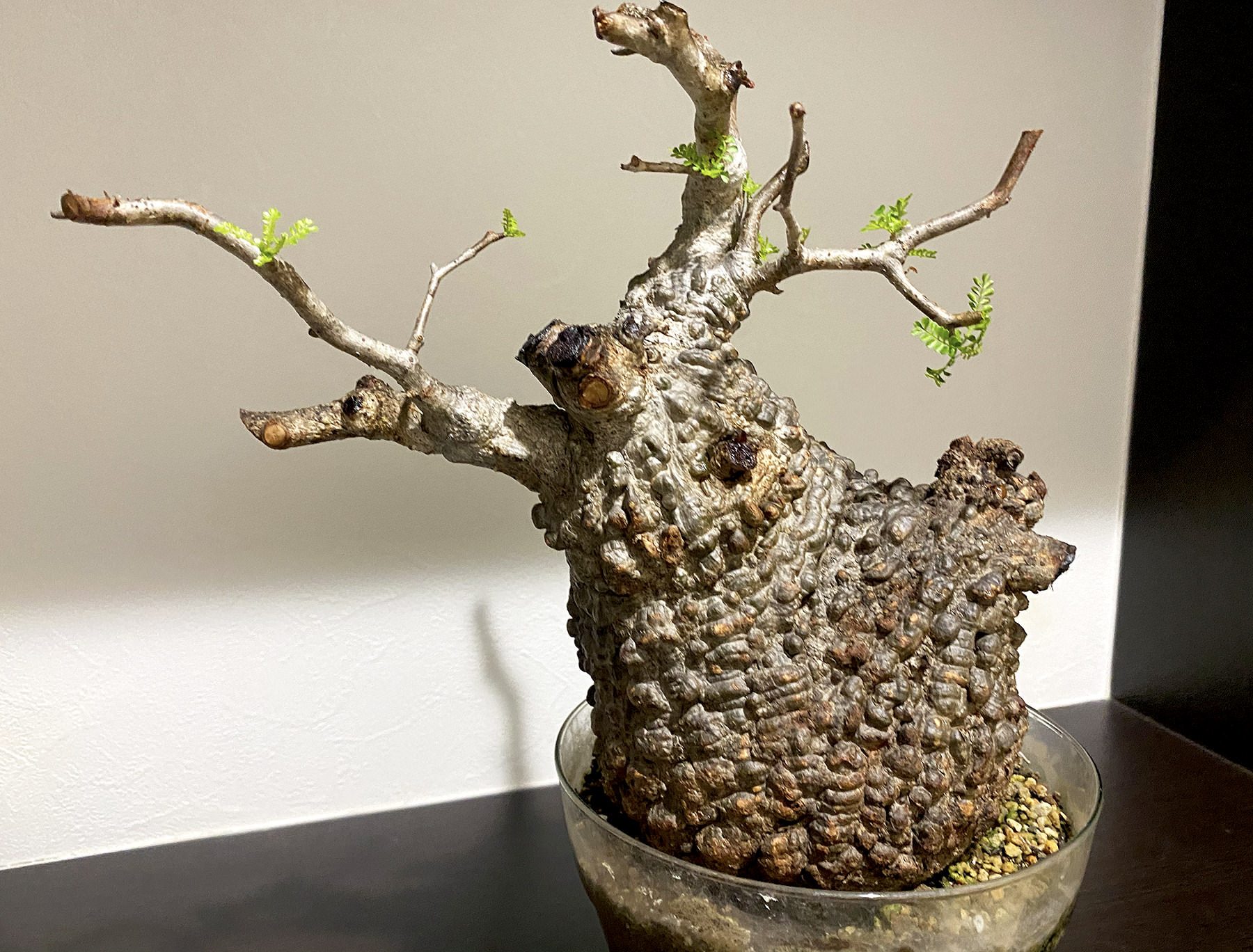 SERIES4】オペルクリカリア・パキプス現地球の発根管理日記