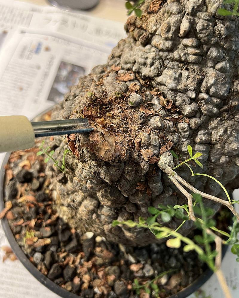 450日目／vol.4】オペルクリカリア・パキプス現地株の発根管理｜植え替え編