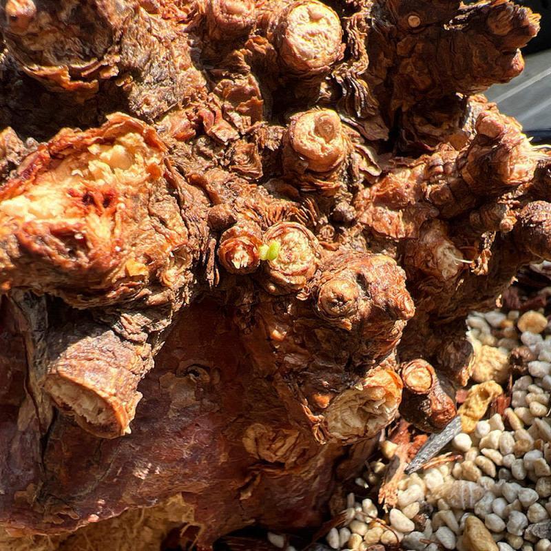 40日目】大株のケラリア・ピグマエア Ceraria pygmaea 発根管理日記