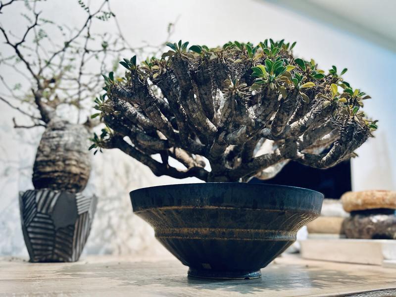 ユーフォルビア・ギラウミニアナの 採種（自家交配）