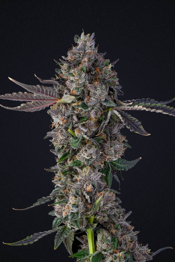 LEMON CHERRY GELATO: FEM - Colorado Seed Inc.