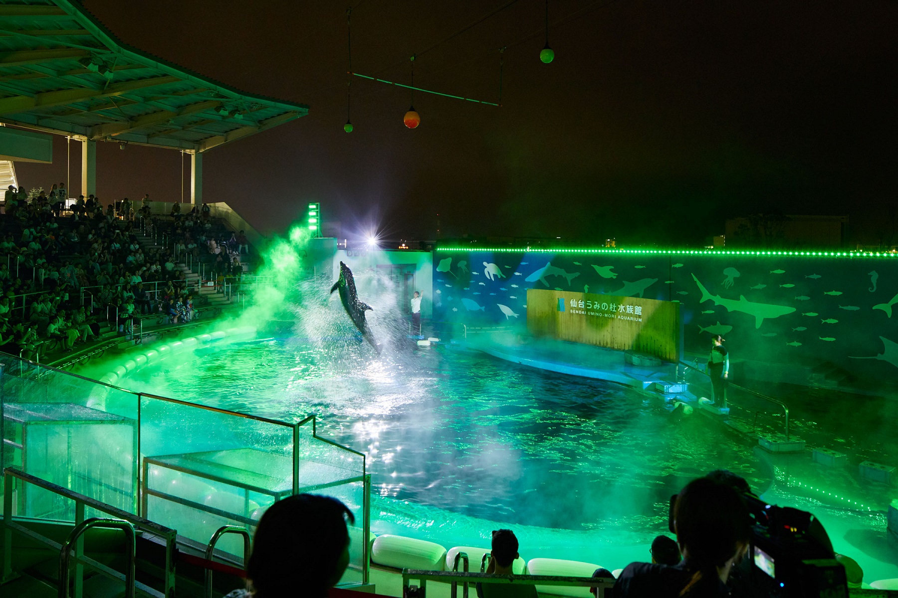 仙台うみの杜水族館 「ナイトドルフィンパフォーマンス～Sparkle