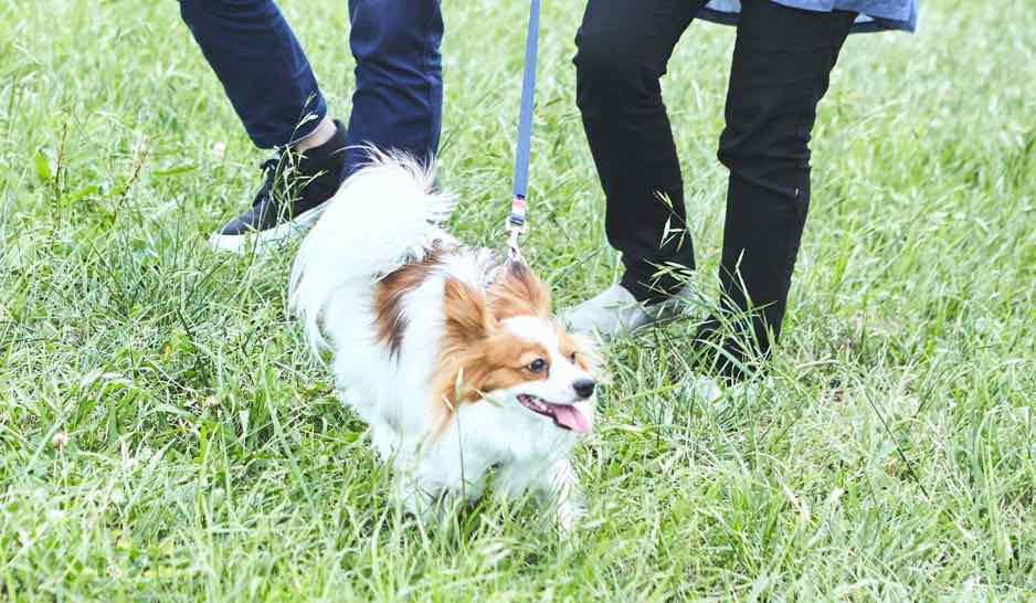 COMPANY | 株式会社PECO（ペコ）