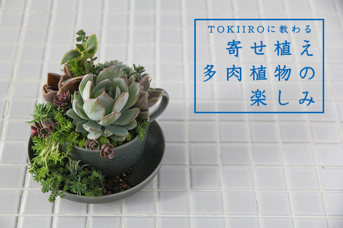 寄せ植え多肉植物の楽しみ | 暮らしの読みもの | cotogoto コトゴト