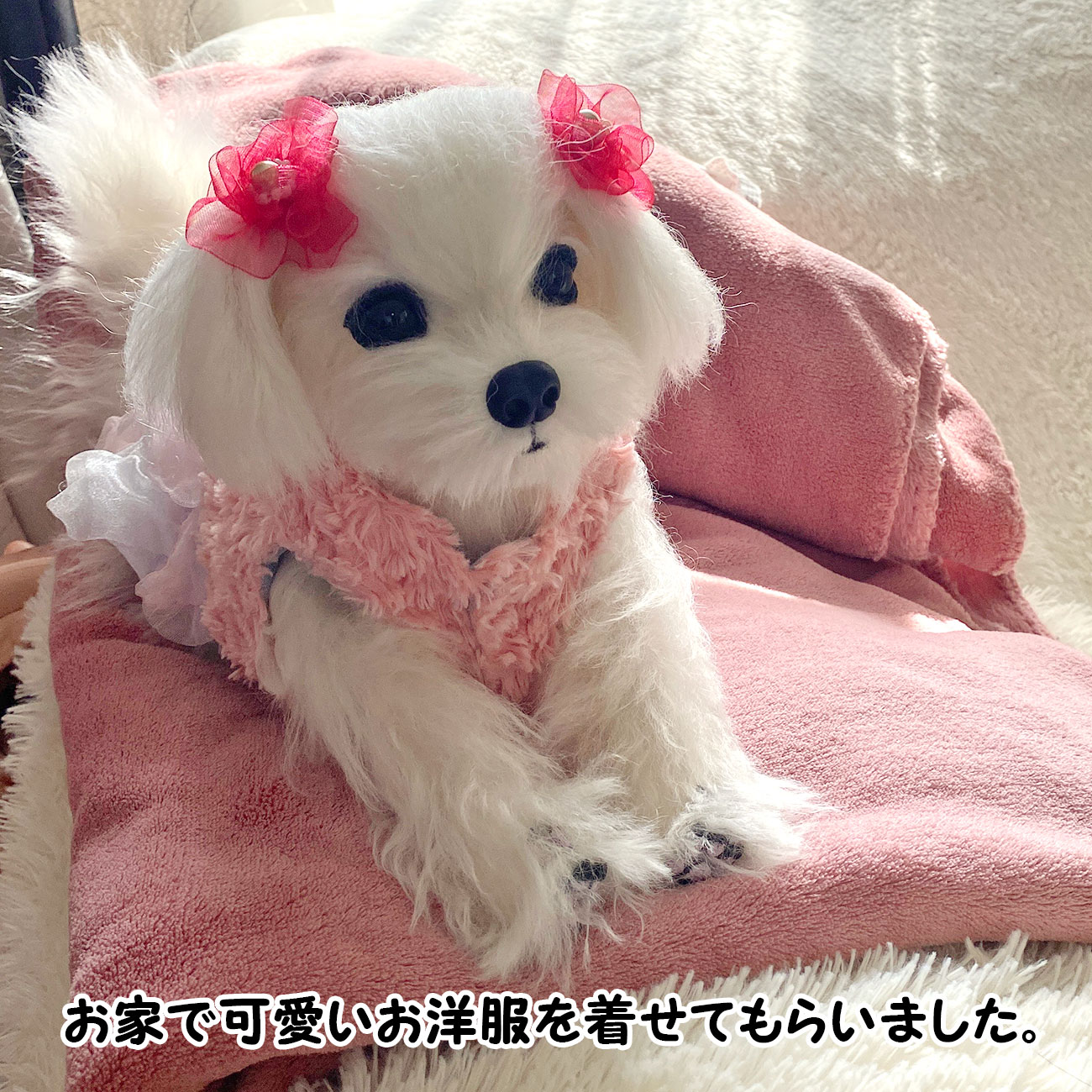 220302 ハニー マルチーズ - 【公式】ぬいぐるみのオーダーメイド