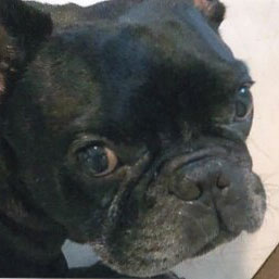 220318 黒介 フレンチブルドッグ - 【公式】ぬいぐるみのオーダー