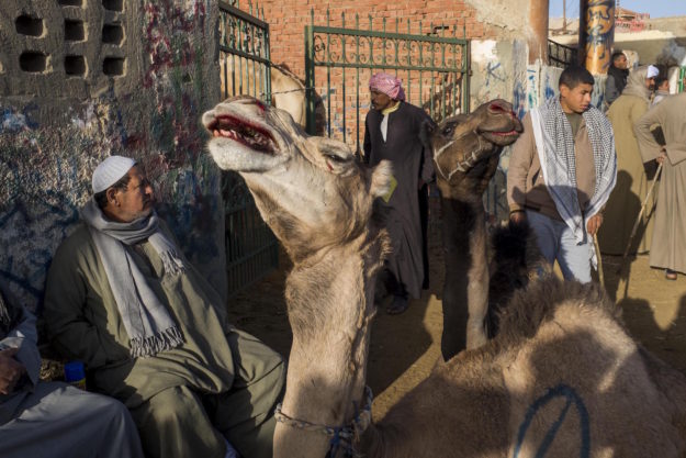エジプトの観光地で、ラクダへの虐待が止まらない | クーリエ・ジャポン