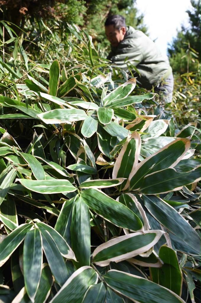 川西でクマザサ収穫最盛期 「青と白の対比はっきり」例年よりきれい