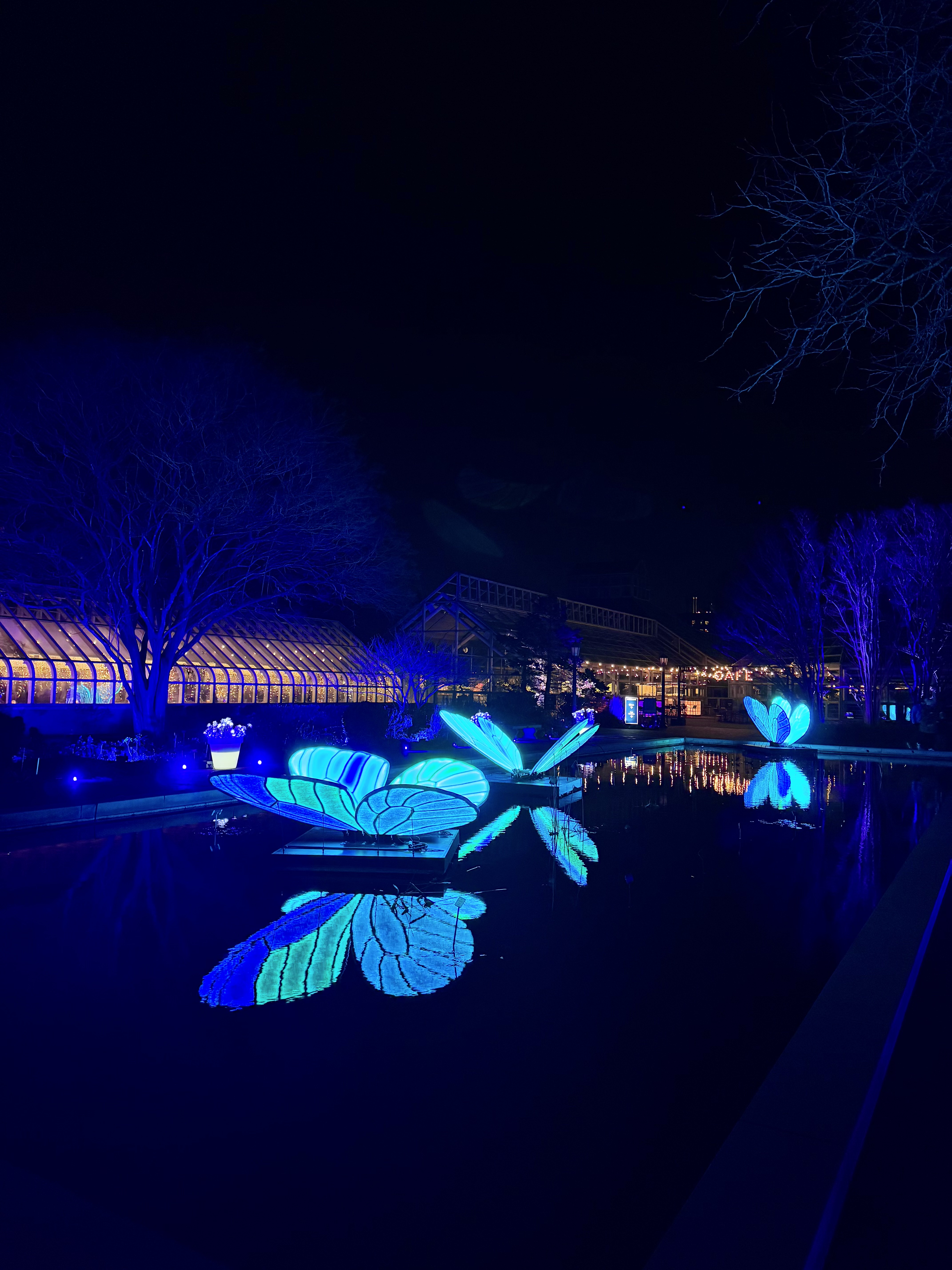 Brooklyn Botanic Garden's stunning 'Lightscape' features over 1