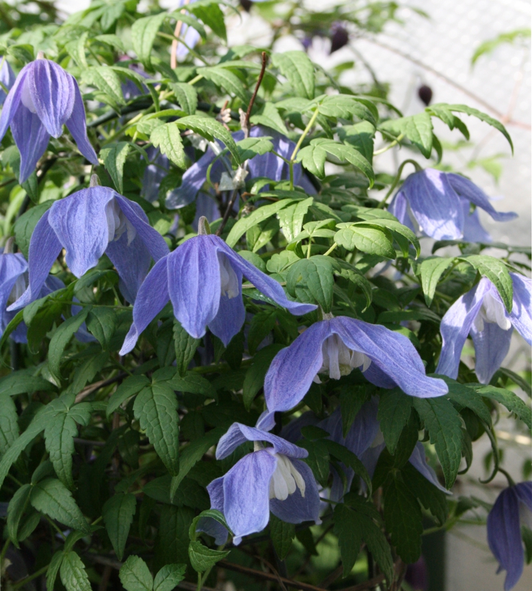 ベル咲きクレマチス（アトラゲネ系） 商品詳細