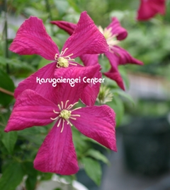 赤色 多花性クレマチス（ヴィチセラ系） 【マダム ジュリア コレボン