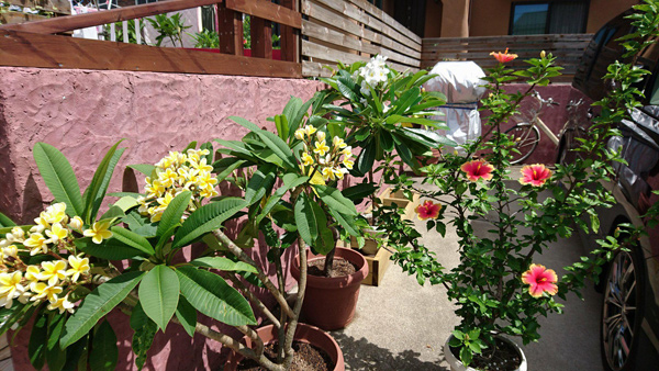 ハワイ産 プルメリア 通信販売受付 - ハワイアン・セレクトショップ