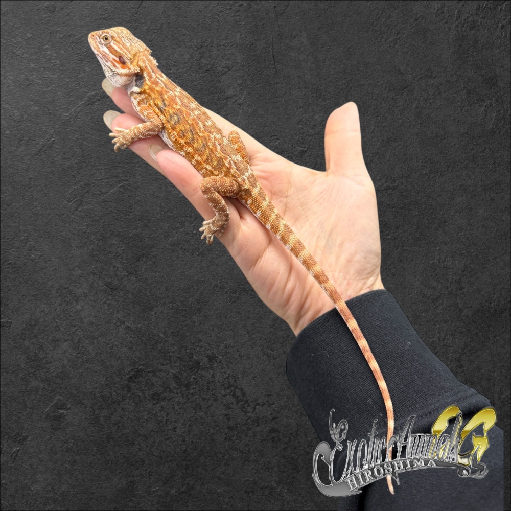 トカゲ | 広島爬虫類ショップ OG Hiroshima オージー
