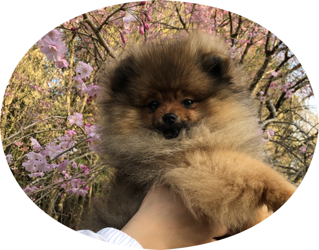 販売】ポメラニアン子犬 男の子 (No.21-01; cn. JEAN） – ポメラニアン