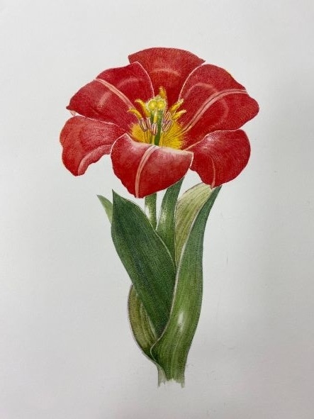 初めてでも夢中になれる! 植物の塗り絵｜上里カルチャーセンター