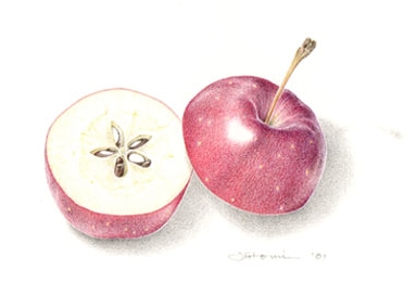 ○基礎から始める色鉛筆画｜調布カルチャーセンター｜ココスクエア調布