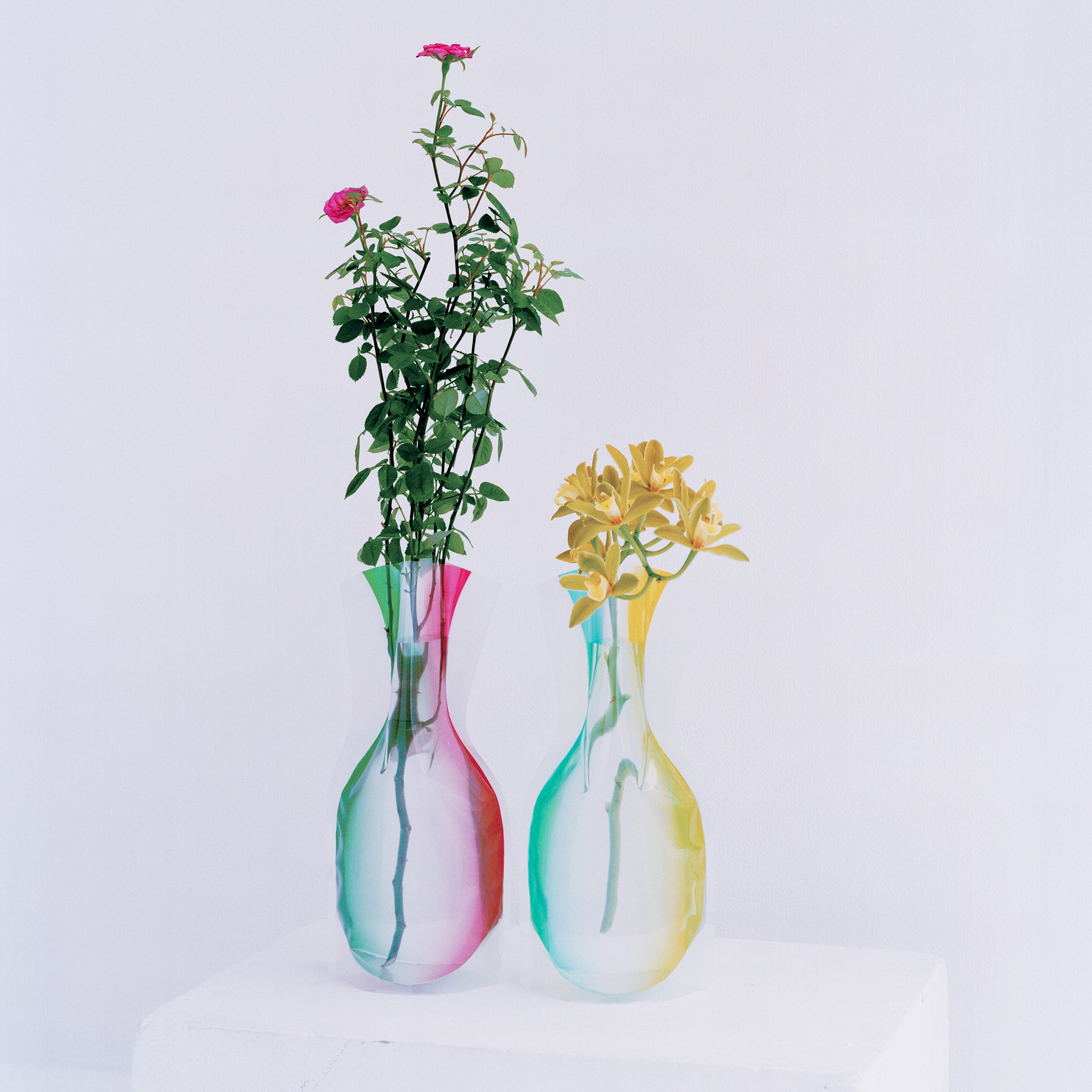 フラワーベース ジェリーライム | D-BROS