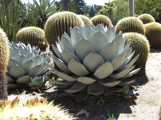 Agave parryi | Agave parryi var. parryi | Agave patonii | Century