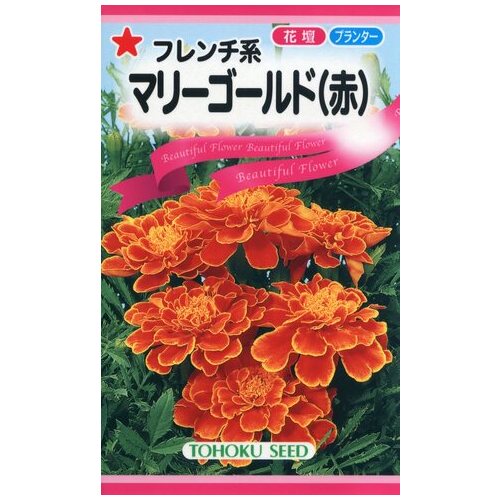 スマートスクール / マリーゴールド（赤）