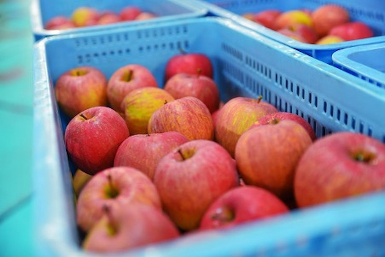 環境や状況の変化と闘いながらより多くの人々にりんごを届ける｜JA津軽