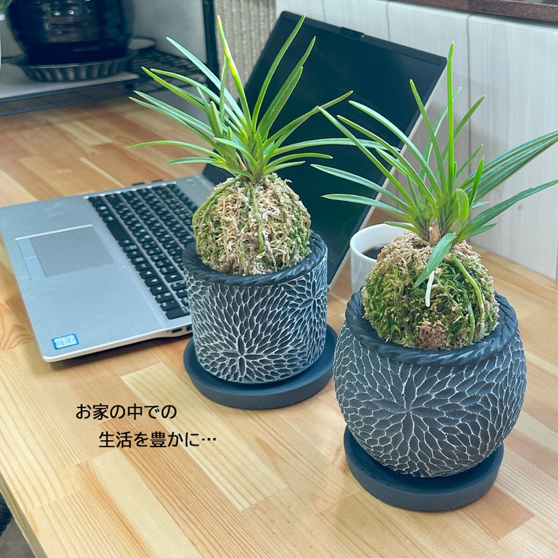 日本の蘭 富貴蘭（黒筒陶器鉢）｜郵便局のネットショップ