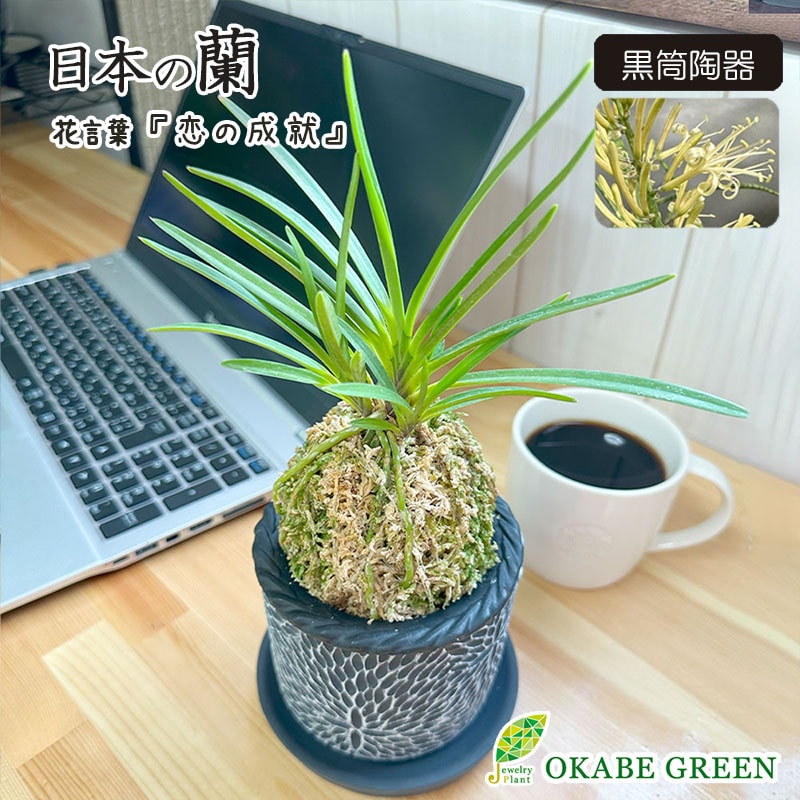 日本の蘭 富貴蘭（黒筒陶器鉢）｜郵便局のネットショップ