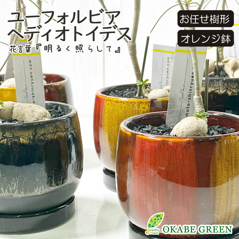 ユーフォルビア ヘディオトイデス デザイン陶器鉢 黒石付（オレンジ