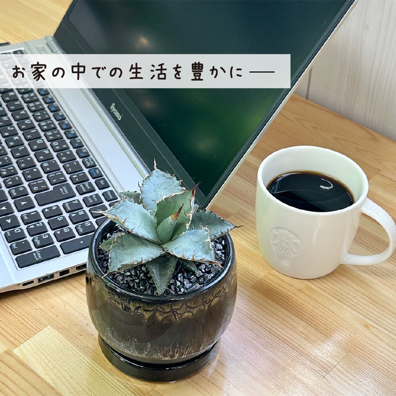 アガベ チタノタ デザイン黒陶器鉢 黒石付｜郵便局のネットショップ