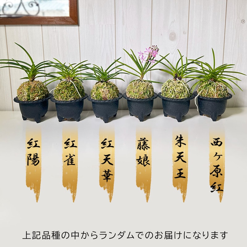 日本の蘭 富貴蘭（白筒陶器鉢）｜郵便局のネットショップ