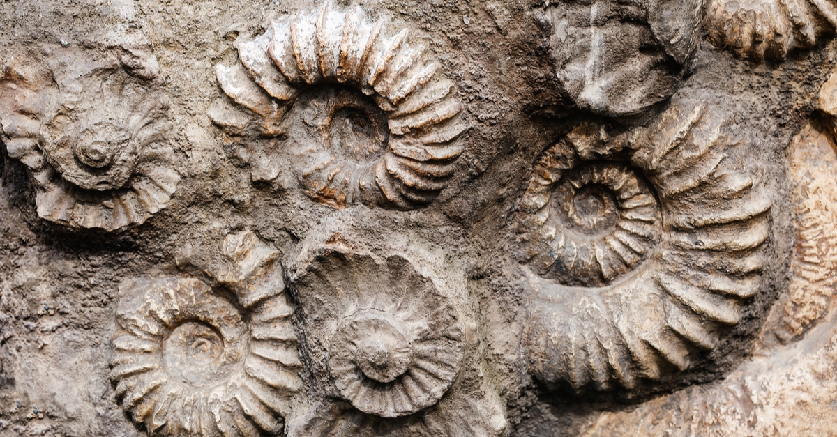 圧巻。オパールになった化石たち | カラッツ Gem Magazine