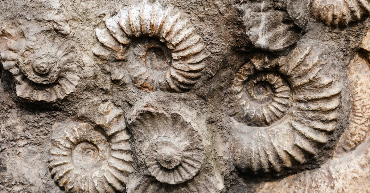 圧巻。オパールになった化石たち | カラッツ Gem Magazine