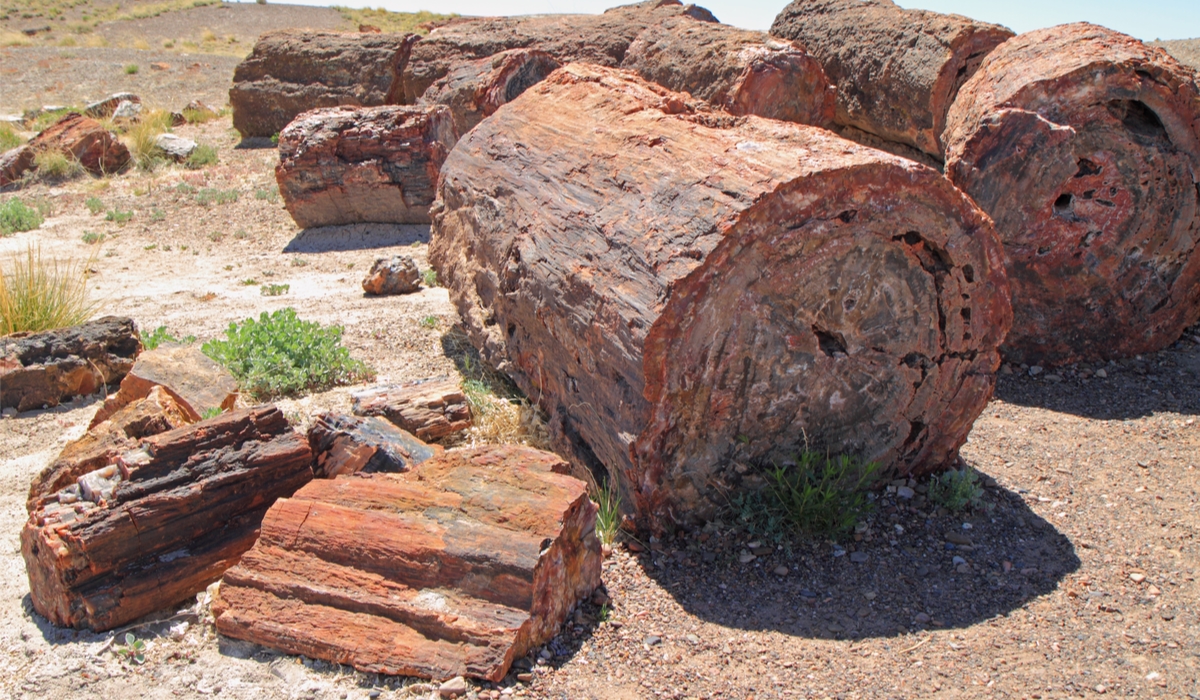 珪化木（けいかぼく）の宝石、ペトリファイドウッドとは | カラッツ