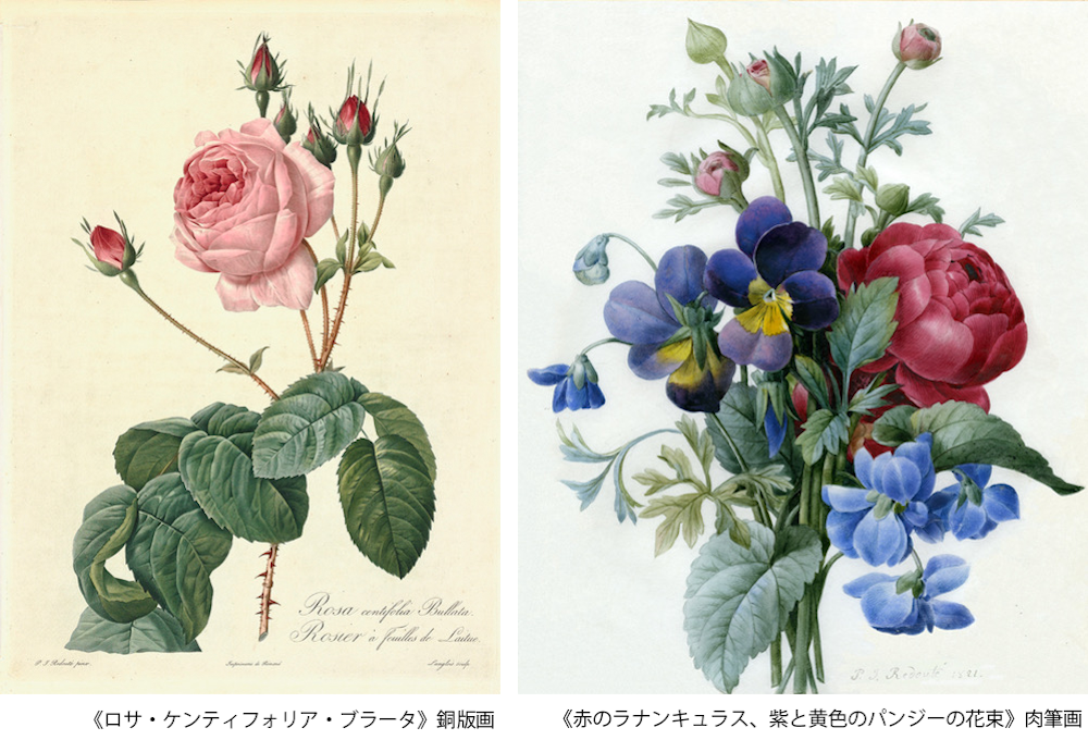 花のラファエロ”と呼ばれた宮廷画家のボタニカルアートを間近で