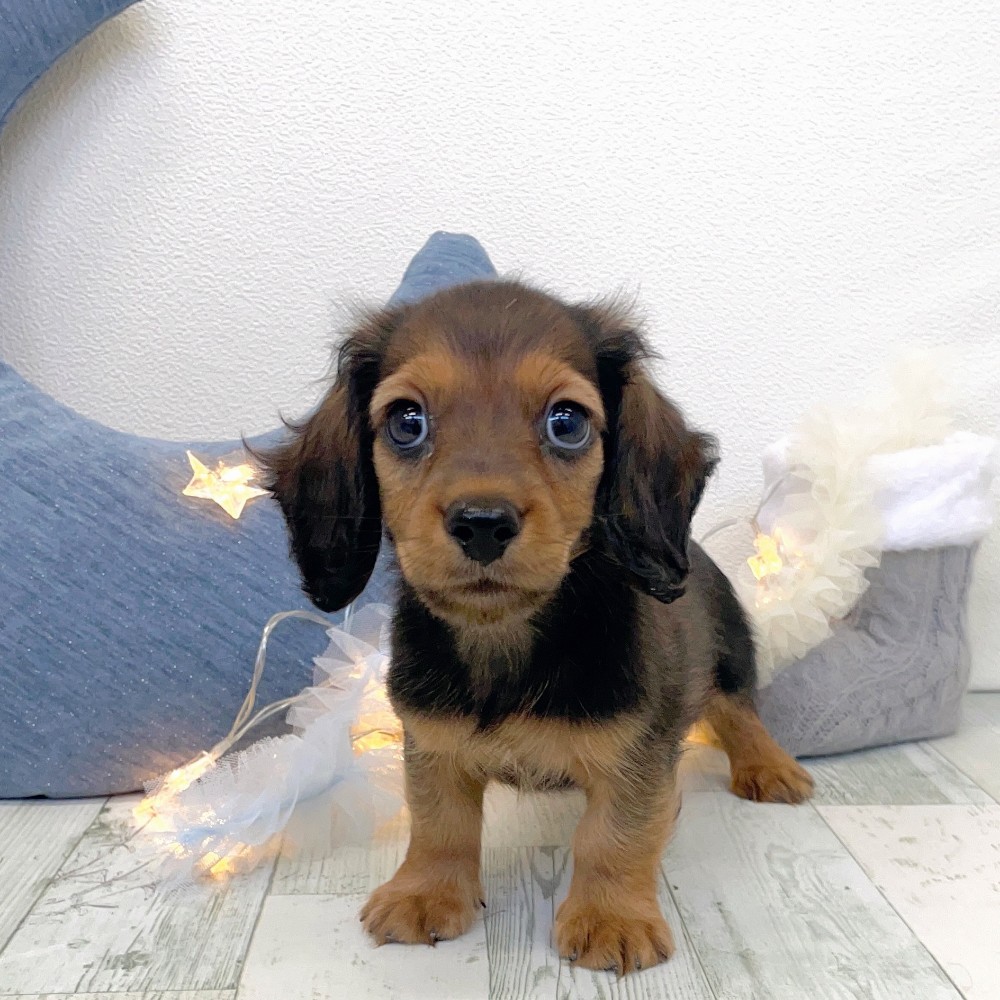 レッド(赤系)のミニチュアダックスの子犬一覧 | ペットショップ 犬の家