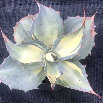 2024 Southeastern Plant Symposium Auction | ClickBid Event Fundraising