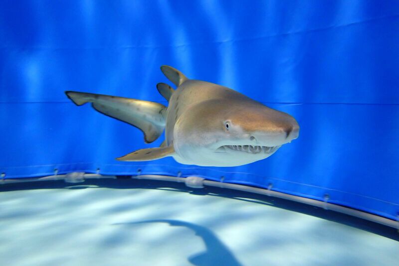 大洗水族館で日本初の「サメの赤ちゃん」展示 イベントも多数！ | いこ