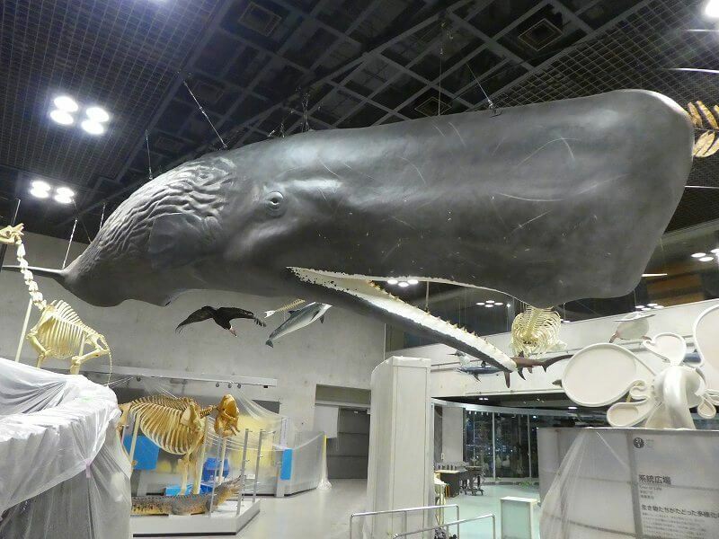 巨大クジラの内部が丸見え！ 国立科学博物館に世界初の標本展示 | いこ