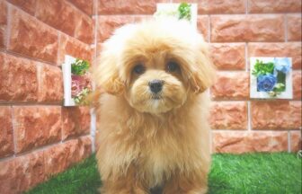 ミックス - D&C -ドックコレクション