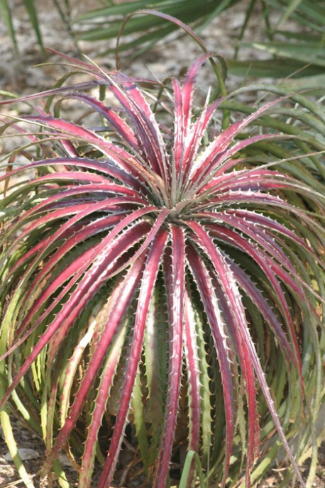 The Genus Dyckia – Daniel J. Hinkley