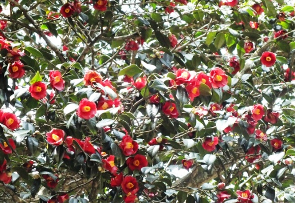 ヤブツバキ（藪椿）