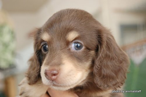 ダックスフンド・ブリーダーズ｜ミニチュア・ダックスフンド(ロング