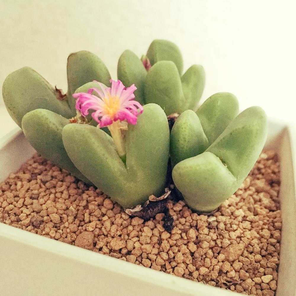 コノフィツムの脱皮記録｜🍀GreenSnap（グリーンスナップ）