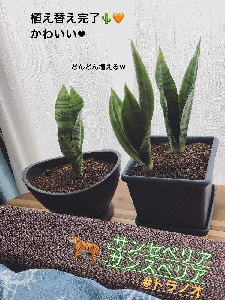 1563459038168_thum_549395_phot