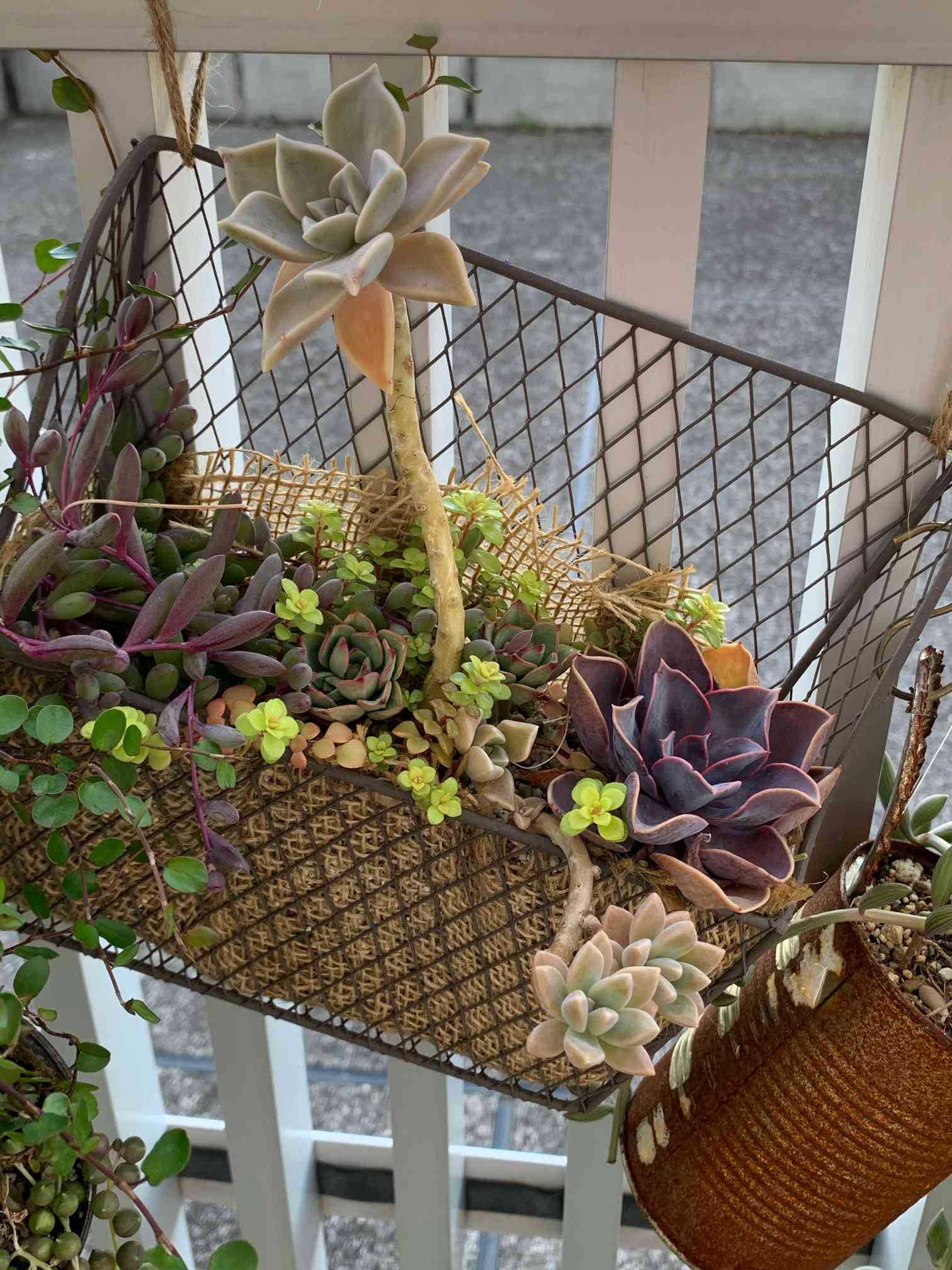 多肉寄せ植えのワイヤー籠の側面が寂しいよ？｜🍀GreenSnap（グリーン