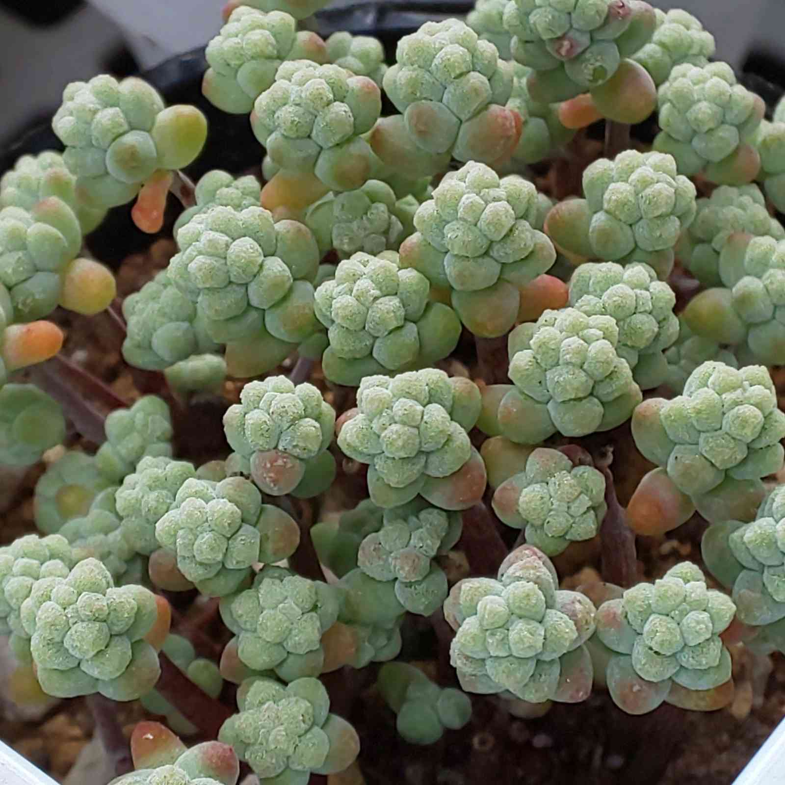 274 ブレビフォリウムの生長記録 2022.05.22更新｜🍀GreenSnap