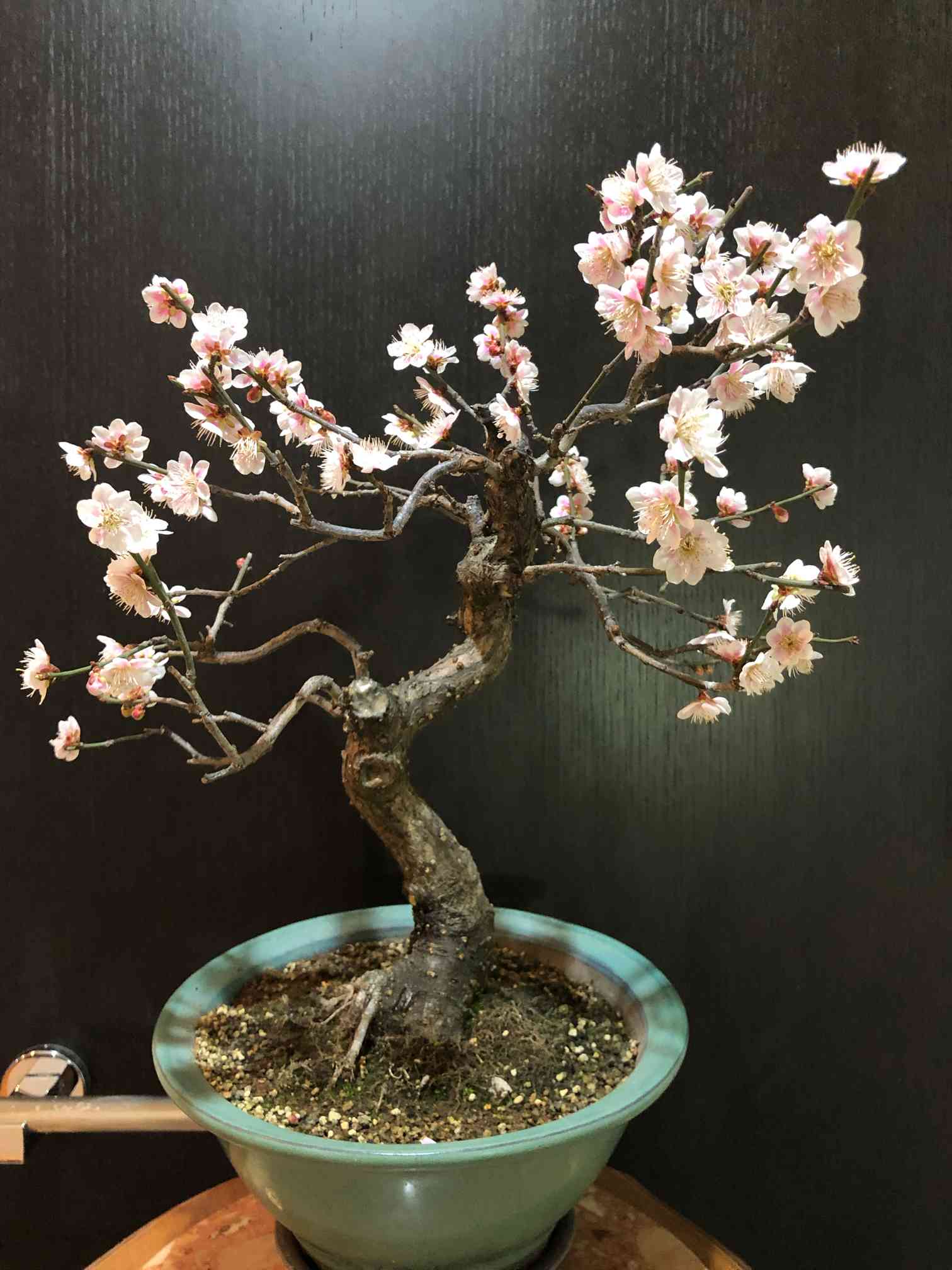 緋牡丹 桐 鉋 かんな 千代鶴検索 赤樫台 スェーデン 【公式通販】